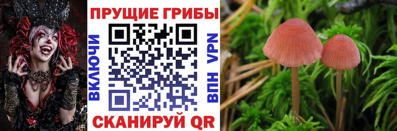 Псилоцибиновые грибы Psilocybe Сокол